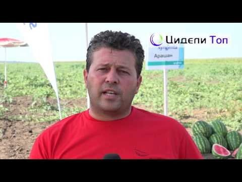 Видео: АРАШАН  от Синджента  -  новият хит при дините