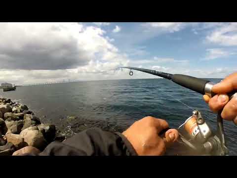 Видео: Приехал за макрелью а клюет сарган на каждом забросе