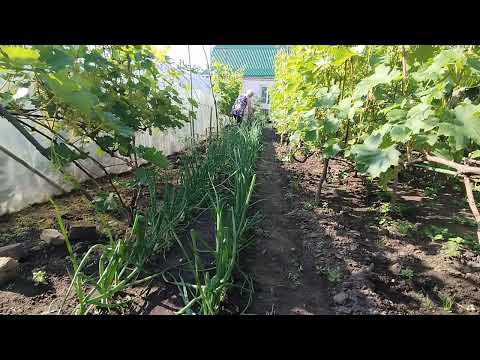 Видео: Підживлення часнику і цибулі