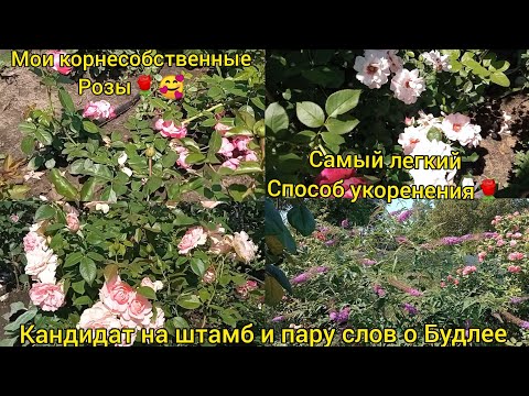 Видео: Черенкование роз🌹🥰-Почему пропадают черенки ?Когда пересадить малышей? ВСЕ вопросы по укоренению роз