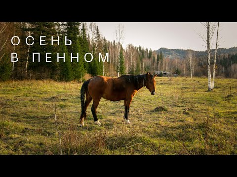 Видео: Осень в Пенном