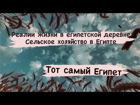 Видео: Что выращивают в Египте ? Какие фрукты и овощи?