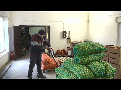 Видео: Стабфонд. Как пинчане будут обеспечены зимой овощами?