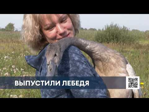 Видео: «У него все получится»: в Нижнекамске выпустили на волю спасенного лебедя