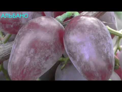 Видео: ВИНОГРАДНИК КАРПОВА И.А. и РУБЕЛЬ Н.Г. ЧАСТЬ 4    2018год #виноград#