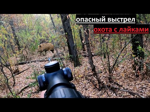 Видео: открытие загонной охоты 2025