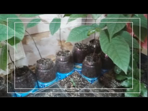 Видео: Зелена мікрохірургія!!!