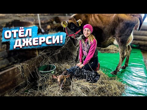 Видео: Проглядели отёл! Первая дойка Джерсейской нетели из Дании | Молодая Ферма