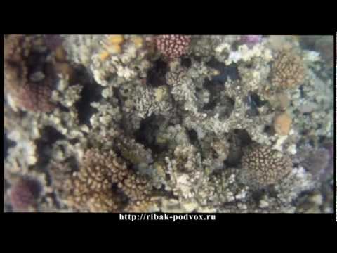 Видео: "В маске под водой". Выпуск-1 [Хургада.Эпизод-1]