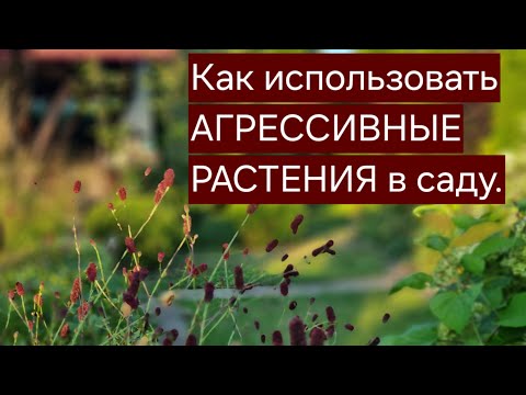 Видео: Как использовать АГРЕССИВНЫЕ РАСТЕНИЯ в саду. Что посадить под взрослыми деревьями.