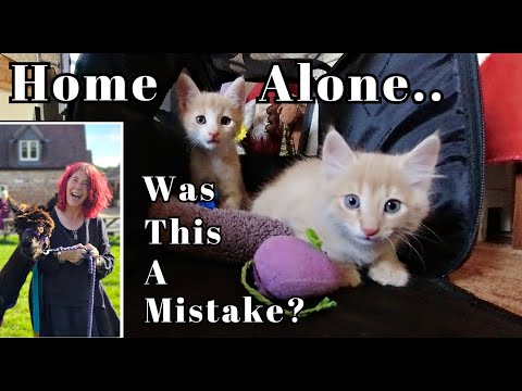 Видео: Время в одиночестве / Оливер встречает котят / Пицца выживания / Наша болгарская жизнь