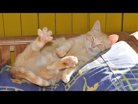 Видео: Сусанна, Кошка с Глазами Цвета Нефрита. Часть 2.