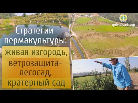 Видео: Стратегии пермакультуры: живая изгородь, ветрозащита-лесосад, кратерный сад!