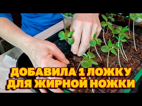 Видео: ЭТО ПОМОЖЕТ ВЫТЯНУТОЙ РАССАДЕ ОКРЕПНУТЬ НАРАСТИТЬ КОРНИ@obovsemsmarusya