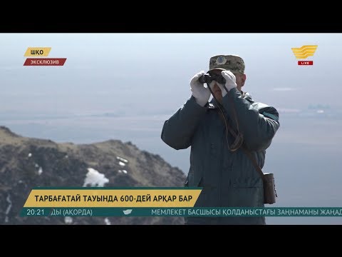 Видео: Тарбағатай тауындағы жан-жануарлар әлеміне алғаш рет ресми санақ жүргізілді