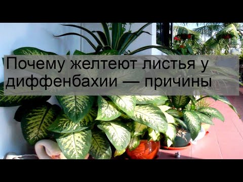 Видео: Почему желтеют листья у диффенбахии — причины