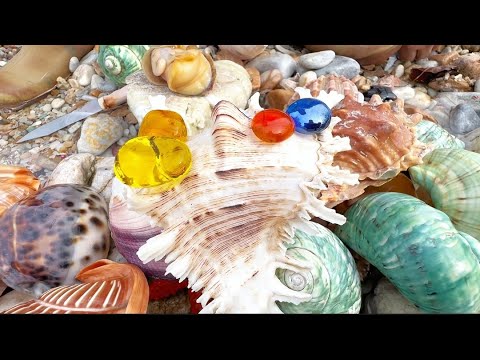 Видео: Сезон ловли улиток-роговиков и шипастых улиток. Много жемчужин из улиток