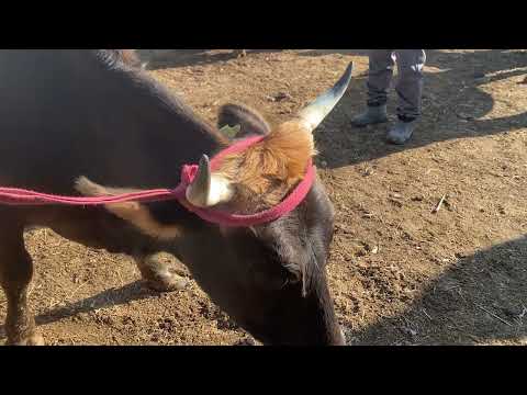 Видео: Озгон мал базары.9.11.2025