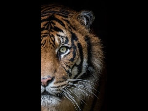 Видео: Тигр Маслом