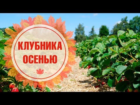 Видео: Как укрыть клубнику на зиму? 🌳  Ягода клубника - Мастер-класс 🍓 Урожайный огород с  hitsadTV