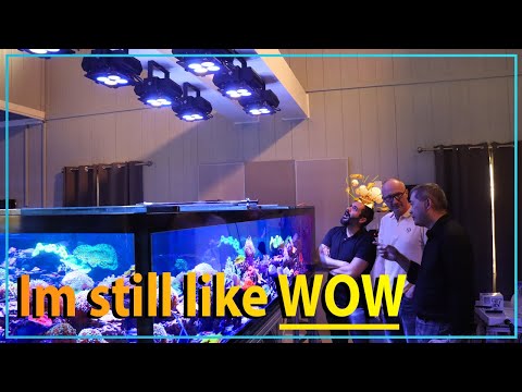 Видео: Самая впечатляющая коралловая ферма на сегодняшний день // Обновление за 1 год