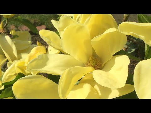 Видео: ДОРОГАЯ МАГНОЛИЯ ДАФНИ ЦВЕТЕНИЕ, РАЗМНОЖЕНИЕ без затрат
