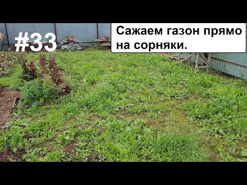 Видео: Сажаю газон прямо на сорняки. Что будет?