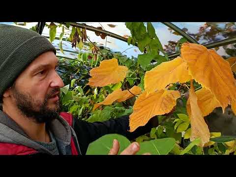Видео: Разная форма и окраска листопадных экзотов в Беларуси. 