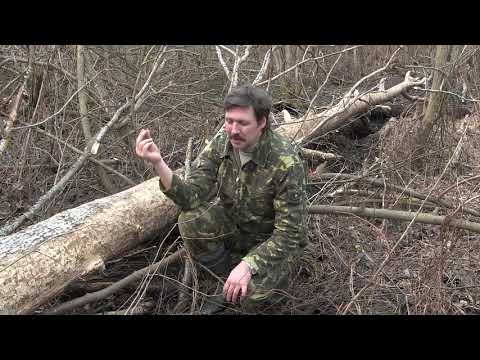 Видео: Следы зверей
