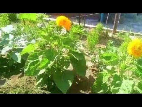 Видео: Декоративный подсолнечник "Плюшевый мишка" в саду.