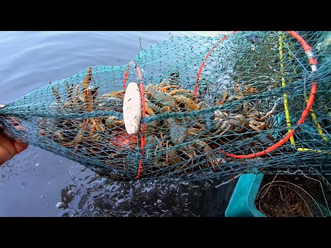 Видео: Рак! Ловля Раков на Китайские "Гармошки"! Пошла Жара..!!!