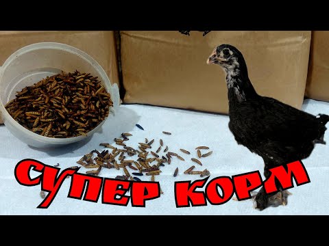 Видео: ЛИЧИНКА ЧЕРНОЙ ЛЬВИНКИ. ЕСТЬ ЛИ СМЫСЛ? Часть 2. Hermetia Illucens (Black Soldier Fly)