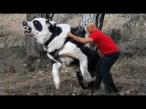 Видео: РАЗРУШИТЕЛЬ ВОЛКОВ - Алабай - Туркменская волкодав!