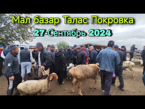 Видео: Мал базар Талас Покровка 27-Сентябрь 2024