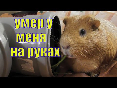 Видео: ЧИЖИКА БОЛЬШЕ НЕТ /КАК ПЕРЕЖИТЬ СМЕРТЬ ПИТОМЦА