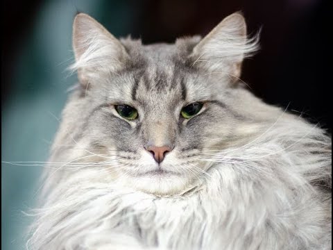 Видео: 😺 Лучше кошки зверя нет! 🐈 Видео смешных котов и котят для хорошего настроения! 😻
