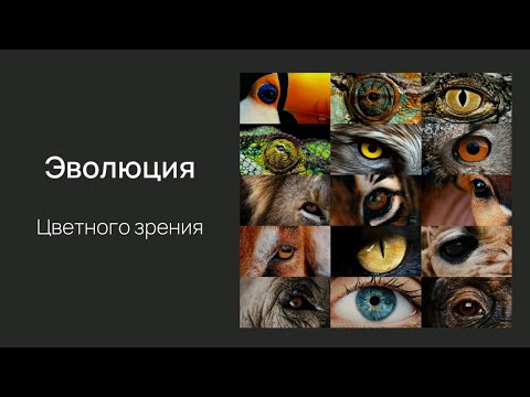 Видео: Нейробиология восприятия. Лекция 6. Цветное зрение