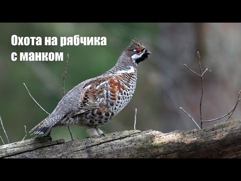 Видео: Охота на рябчика с манком