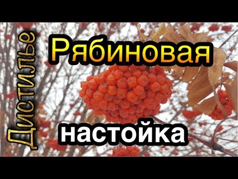 Видео: 🍷Рябиновая настойка🍷