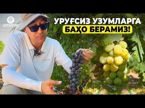 Видео: ҚАЙСИ БИРИ ЯХШИРОҚ? УРУҒСИЗ ЁКИ ОДДИЙ УЗУМ? | ШУҲРАТ АБРОРОВ #shuhratabrorov #uzum #uzumchilik #uzb