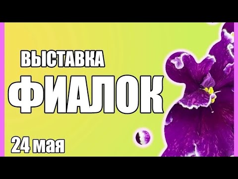 Видео: Выставка фиалок в Ярославле.Май, 2025г.