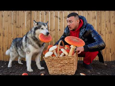 Видео: СОБАКА СЪЕЛА ГРИБ МУХОМОР