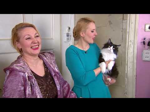 Видео: "Квартирный вопрос" от 07.10.2017, "Гостиная с единорогами"