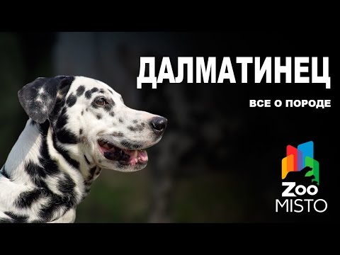 Видео: Далматинец - Все о породе собаки | Собака породы Далматин