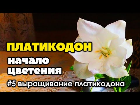 Видео: #5 Начало цветения платикодона | Как вырастить платикодон из семян | 2021 год