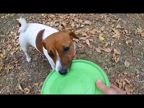 Видео: Джери и флайбер (летающая тарелка)