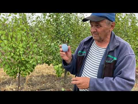 Видео: Слива Топ -Хит на подвое Пуми Селект. Топ - Хит по методу UFO на подвое ВСВ-1 - Питомник Маценко