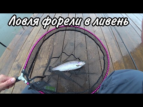 Видео: Рыбалка осенью в РК Кутузово. Ловля форели на удочку, как быстро найти горизонт где ходит форель.