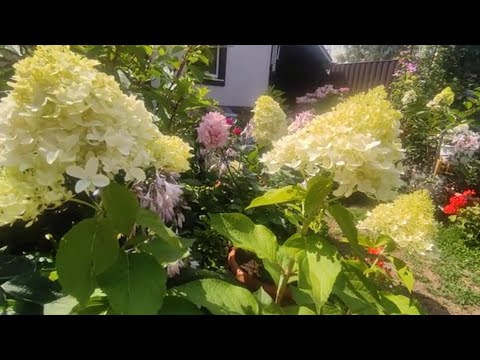 Видео: ОБЗОР МЕТЕЛЬЧАТЫХ ГОРТЕНЗИЙ НА 25 ИЮЛЯ 🌿СКАЙФОЛЛ , ГРАФФИТИ, САМАРСКАЯ ЛИДИЯ,САНДЕЙ ФРАЙЗ,ДИАМАНТИНО