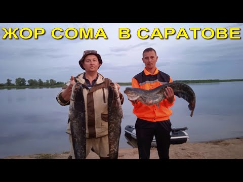 Видео: ЖОР СОМА  В САРАТОВЕ! ИЮЛЬ 2022.